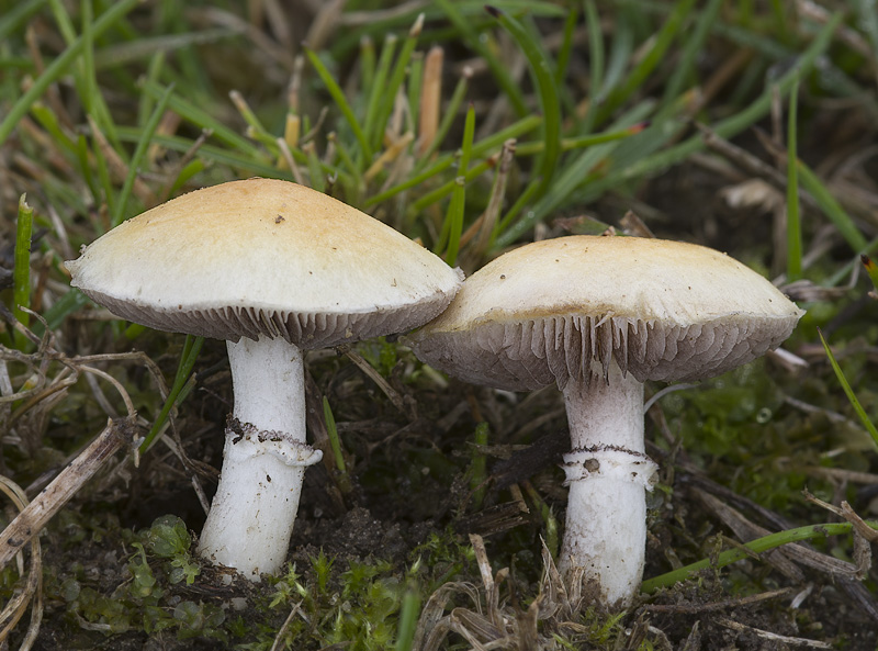 Stropharia coronilla